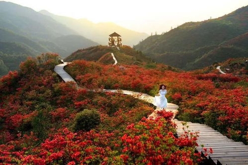 平顶山哪些花最具代表性？