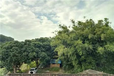 植物风水：绿植的奥秘与禁忌