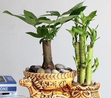 属猪车上摆放什么植物旺财，属猪人放什么摆件最好？