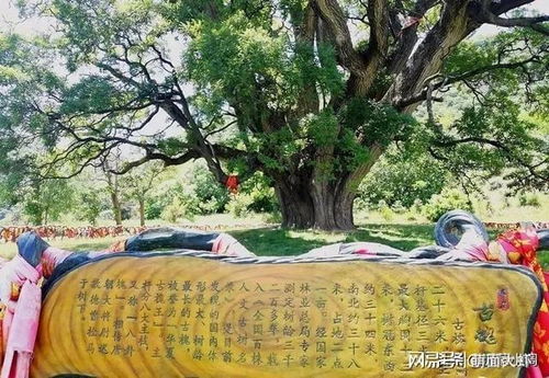 先来看咱得说说这槐树的“阴气”之谜（真实的挺玄乎的！）