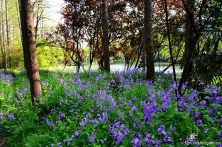 宁国云梯畲族乡：杜鹃花与花溪谷的诱惑