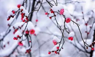 冬日的梅花