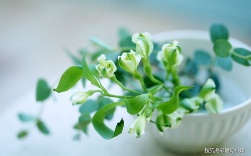 植物界那些让人惊掉下巴的千年老妖怪