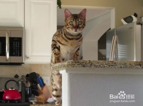 家里养猫对风水有何特殊影响或象征意义？