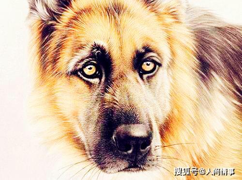 九月“狗”运：天时地利人和？