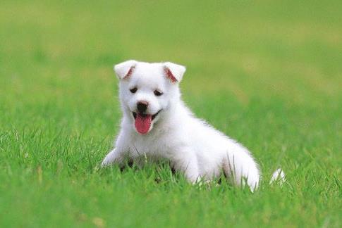 2026年属狗全年运势和每月运势具体详情是怎样的？