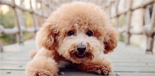 泰迪犬的命名哲学思想：为何洋气名字越来越受欢迎？