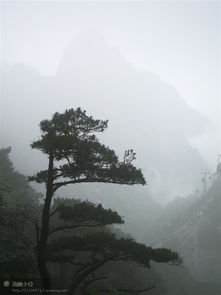 迎客松——“良好客”到底是怎么来的？