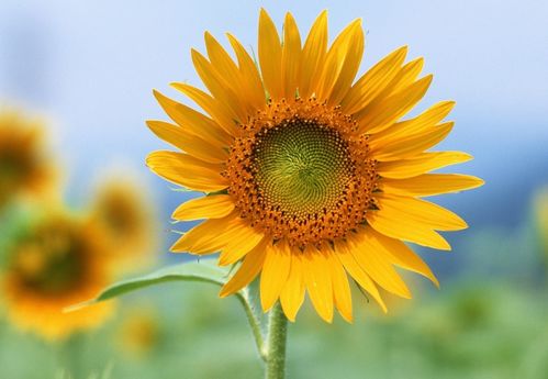 子年生肖和葵花盘子打一生肖分别是什么生肖？