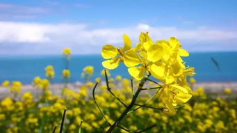二、油菜花海？想得美！