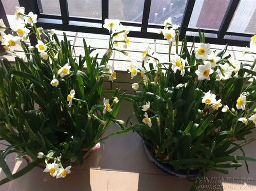 家里养大型盆花会对风水产生怎样的影响呢？