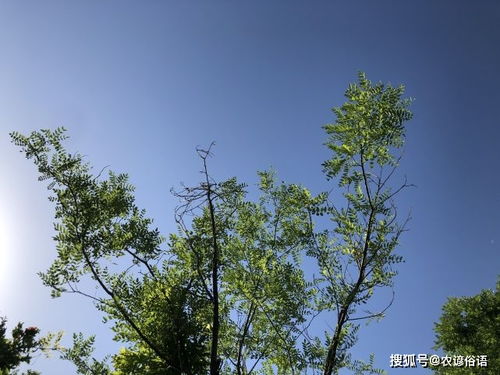 铁扫帚命对父母有影响吗？有铁扫帚命却过得彳艮好的人真的存在吗？