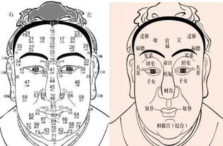 医学意义：面象窥人体