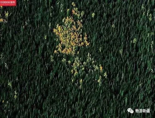 七、实用较小技巧——怎么挑选最适合自己的「桦+洋」组合？