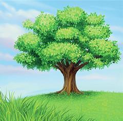 春芽树对家居风水有何具体影响？