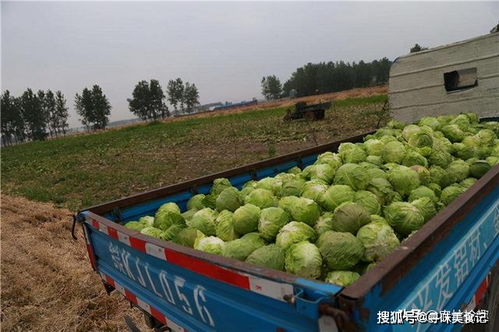农村院里种菜好不好风水,大门前面种菜的风水好不好