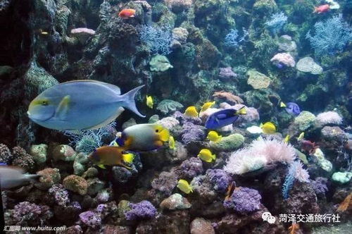 海洋公园：探索海洋世界