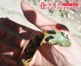 晚上做梦梦到蛇追我，这是不是意味着什么？为什么我会梦到蛇追着自己跑？