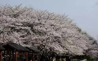Alfred Nicholas Memorial Gardens –  小而精美但人太多