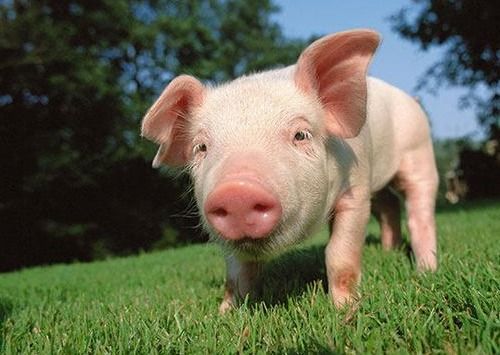 属马和属猪的财运如何？属猪妈妈和属马女儿关系好吗？这代表什么意思？