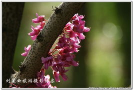 花草树木枯荣与风水,花草树木是怎么回事