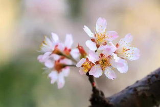 2.2 李花林——粉红浪漫