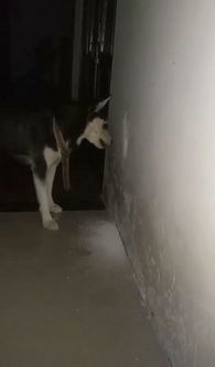 1.2 牛、 虎、龙三合局的“倒霉阵”