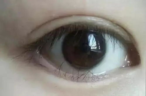 堪人眉睫是什么生肖？打一生肖形容观察入微的生肖是哪个？
