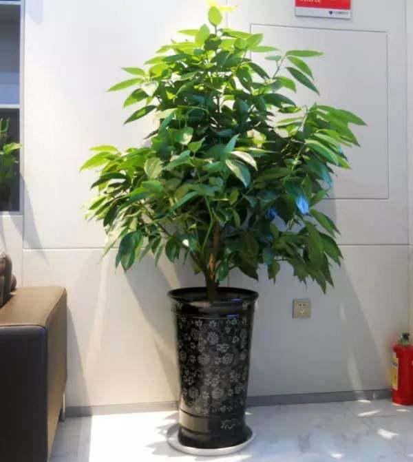 家养什么植物风水好呢,家养什么绿植风水好