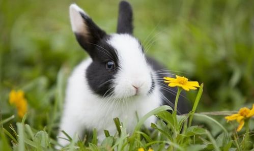 2026年属兔的金姓宝宝，有没有什么好名字推荐呢？