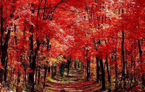 1. 乡村旅游？不就是换个地方玩手机吗