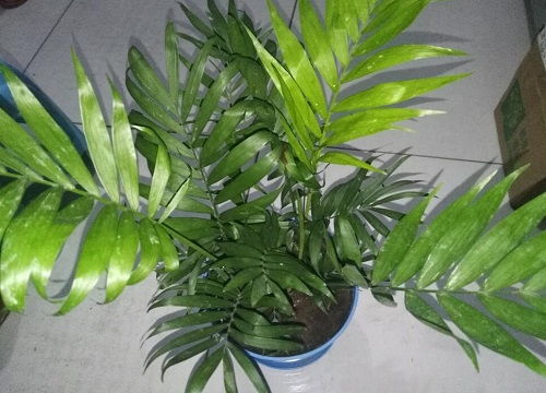 夏威夷竹子的寓意与风水,夏威夷竹子摆放位置