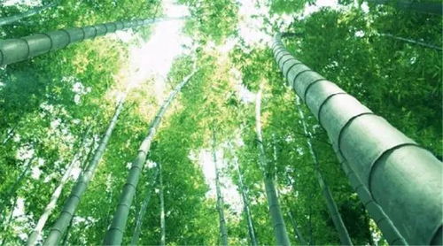 梦到风水竹被挖掉,梦见竹子被自己砍断了