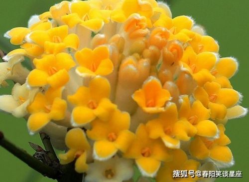 哪些生肖女天生富贵，最不愁钱花呢？