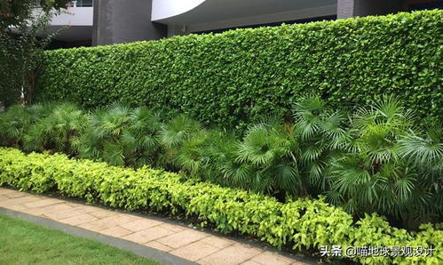 庭院种植黄杨对风水有影响吗？