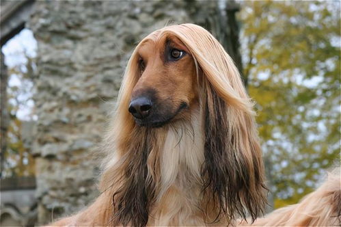 酒店里的特权狗：阿有钱汗猎犬凭啥嫩进五星级？