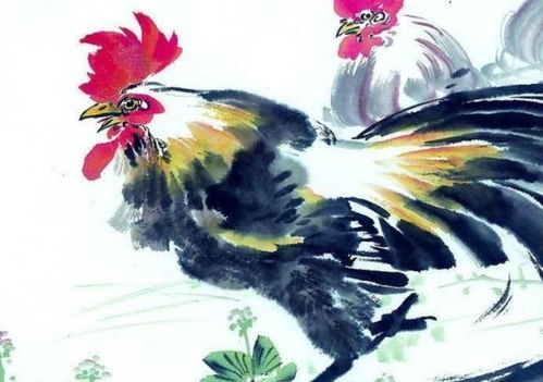 属鸡的人：报晓之财还是破财预警？