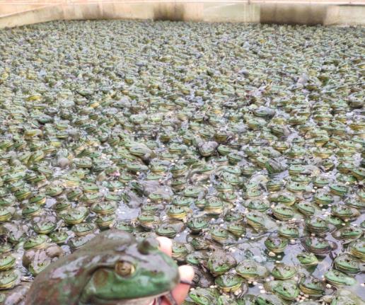 泥鳅养殖的风水禁忌和破解方法,宠物养殖风水禁忌大全