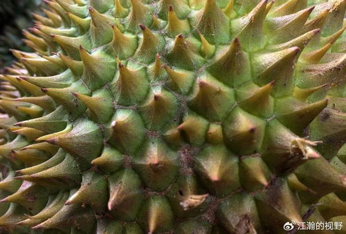 霹雳州榴莲园奇遇记：当传说撞上酸臭现实