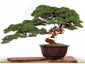 石菖蒲盆景放家里好吗,石菖蒲盆景放家里好吗