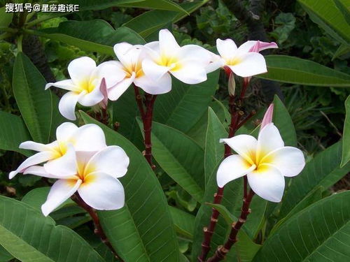 双鱼座：浪漫得冒泡的恋爱脑