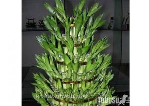 摆放植物的条件与选择