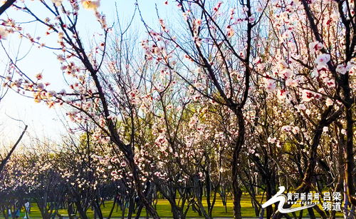 【真人真事】我被杏花村门票坑哭的血泪史