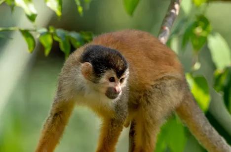 将眼中之钉打一生肖，这生肖是哪个？