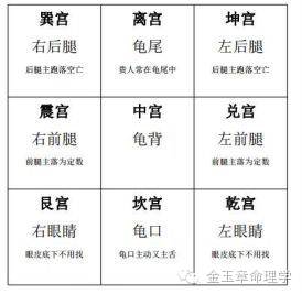 选龟还是选王八？这是个问题