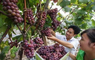 卧室顶种植葡萄与风水,卧室顶种植葡萄与风水