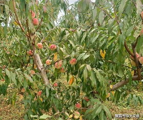 水果种类：多到让你选择恐惧症发作