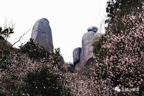 三、花海盛宴——春天真的可依这么嗨？