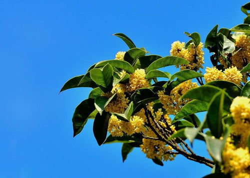 十月的别称是霜华吗？‘九月桑落十月’中的‘十月’指的是什么？