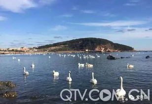 天鹅湖畔的冬日浪漫之旅——2月15日乱入指南